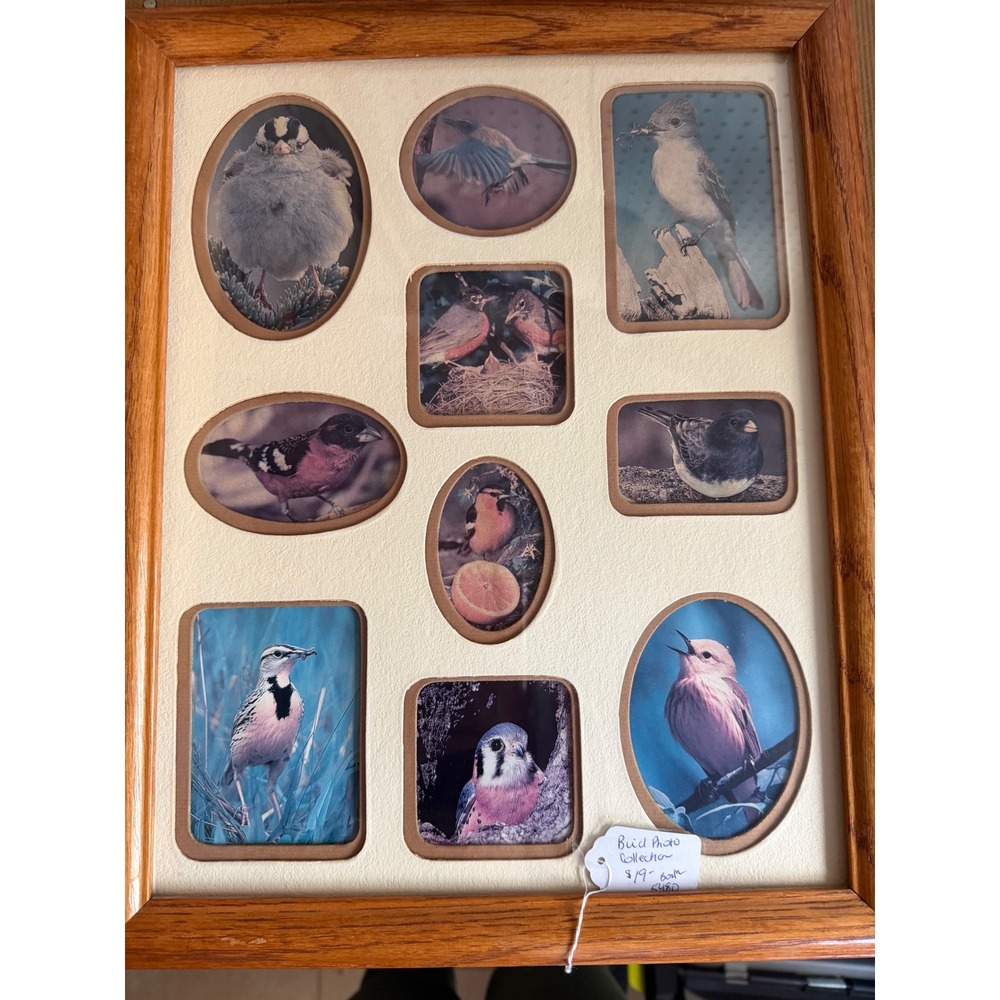 Vintage Bird Photo Collection Collage Oak Wood Frame Nature Wall Art 13x15